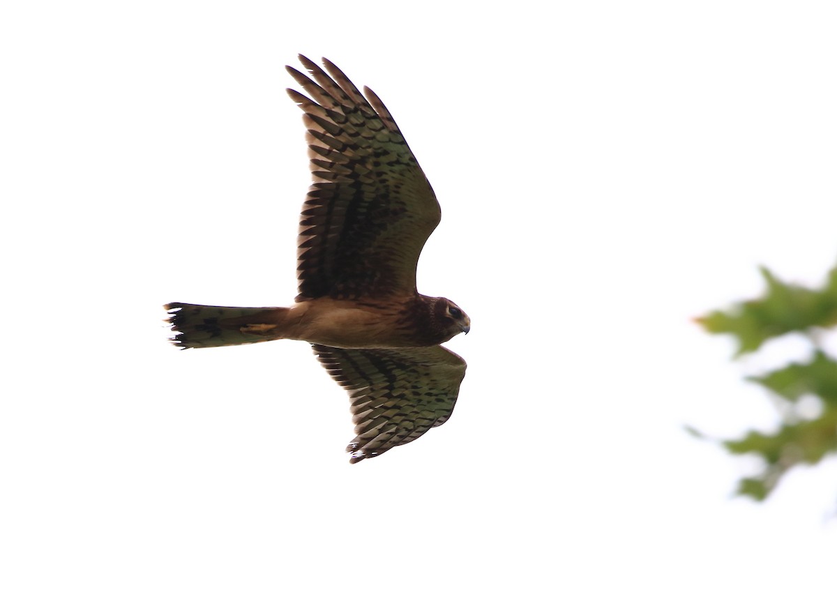 Northern Harrier - ML66425051