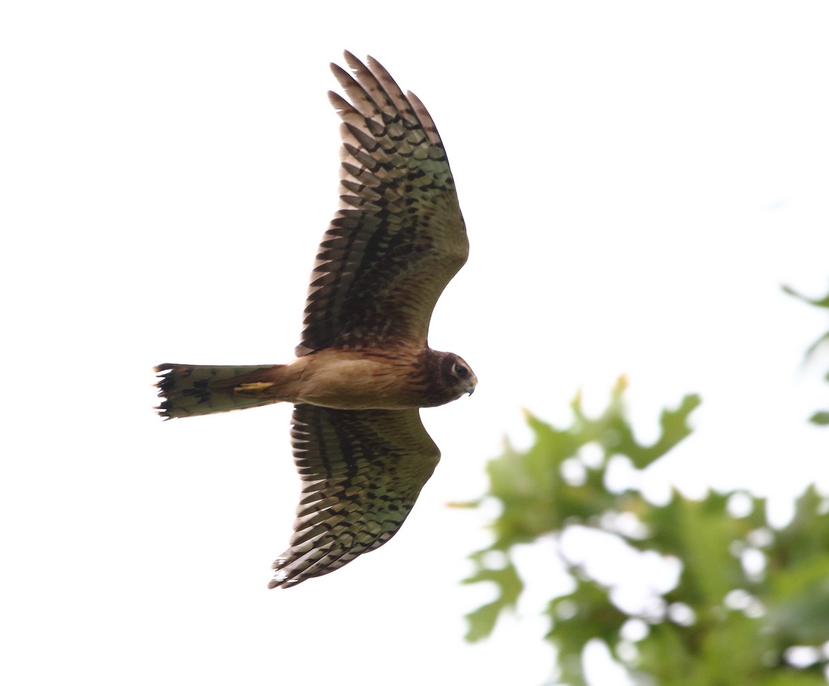 Northern Harrier - David Bird