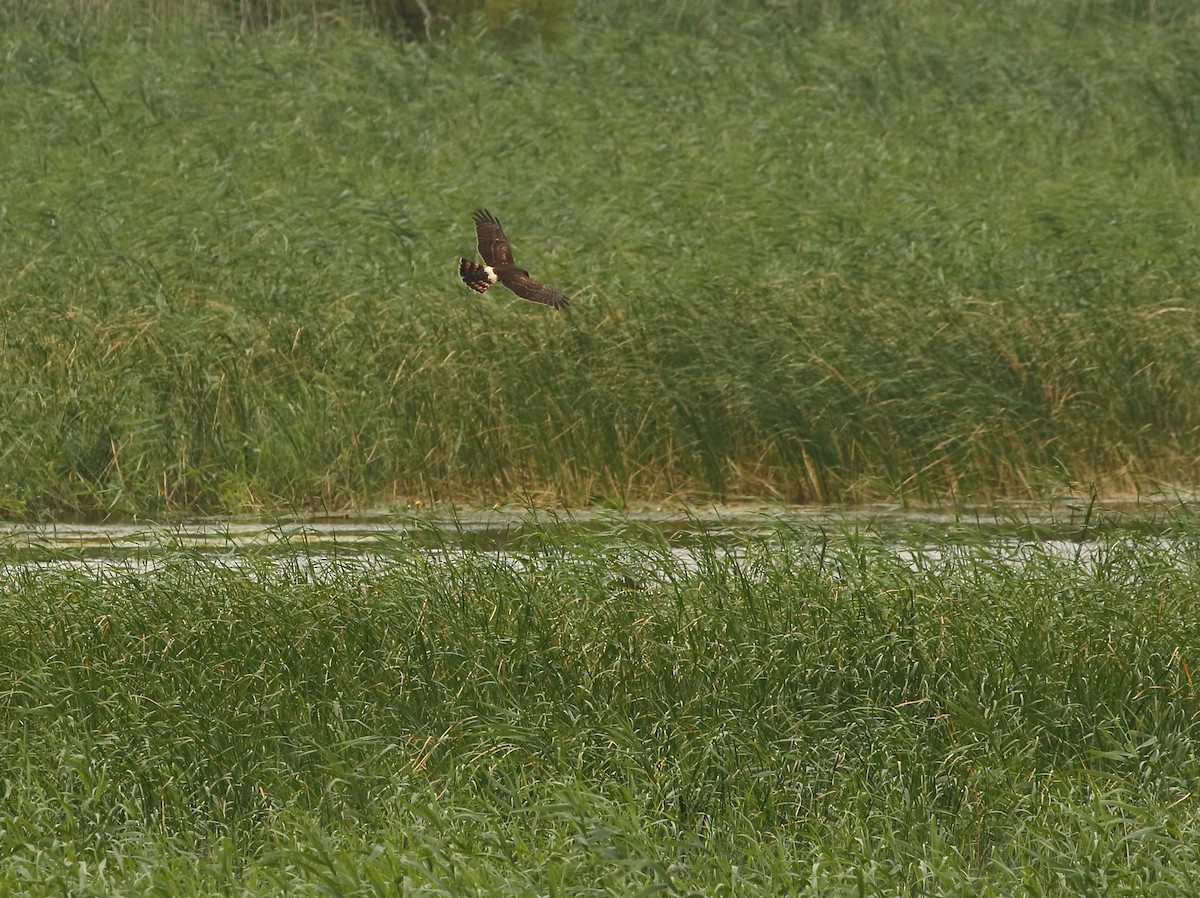 Northern Harrier - David Bird