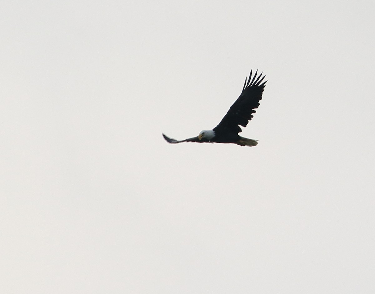 Bald Eagle - David Bird