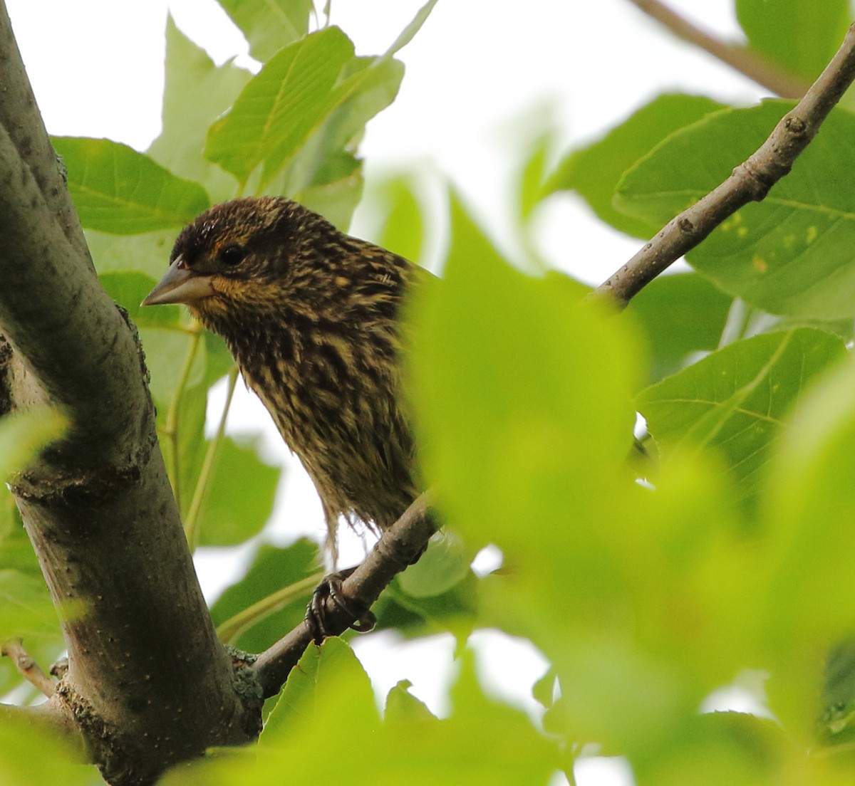 Red-winged Blackbird - David Bird