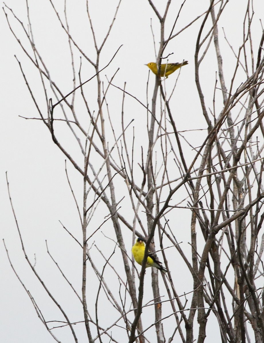 American Goldfinch - David Bird