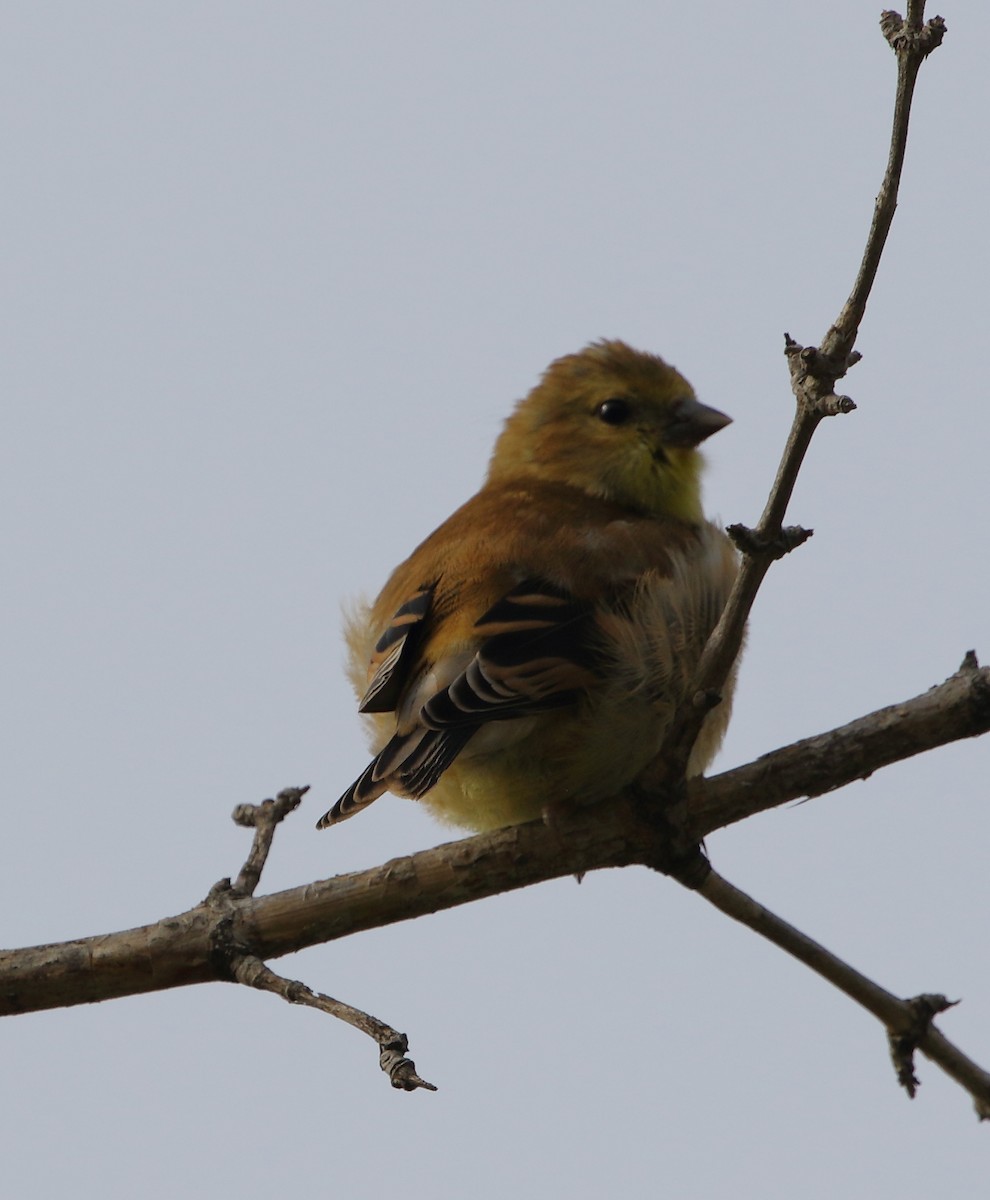 Chardonneret jaune - ML66425231