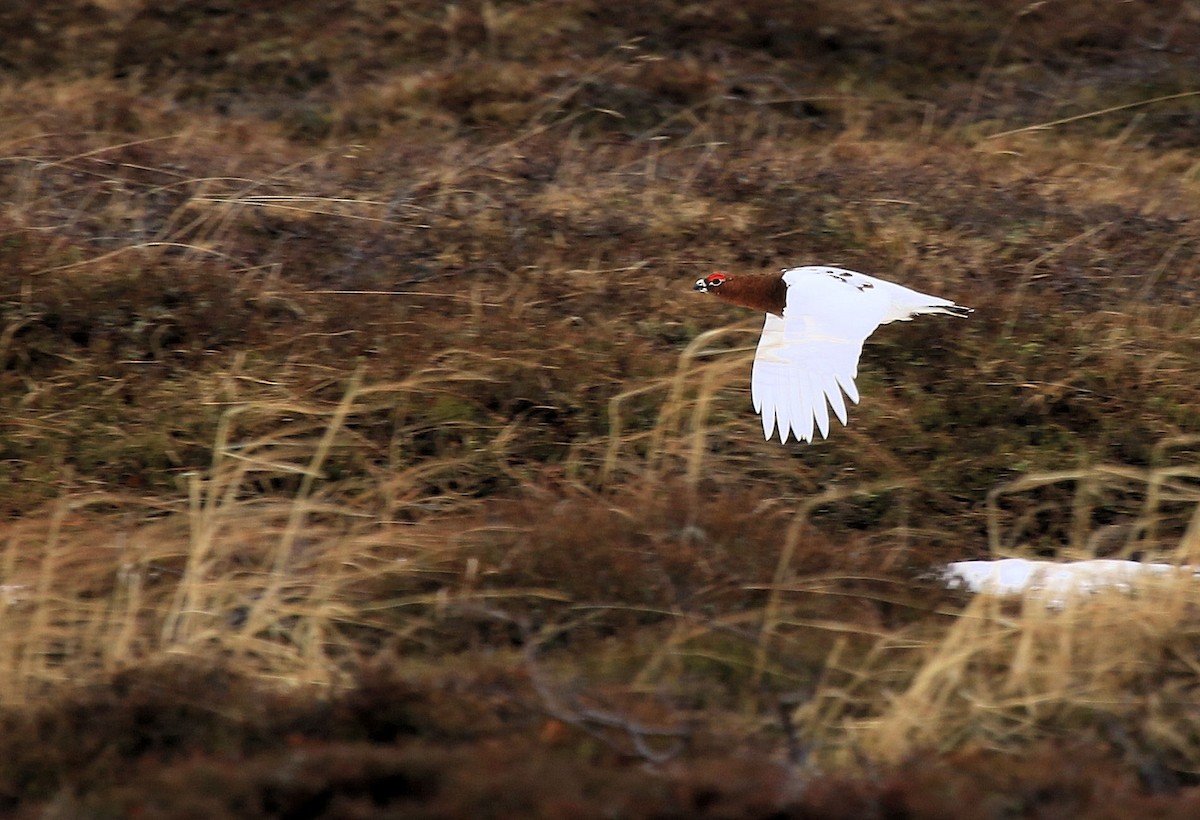 Willow Ptarmigan - ML66425621