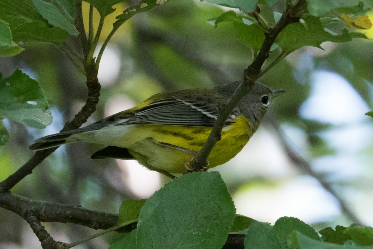 Magnolia Warbler - ML66426341