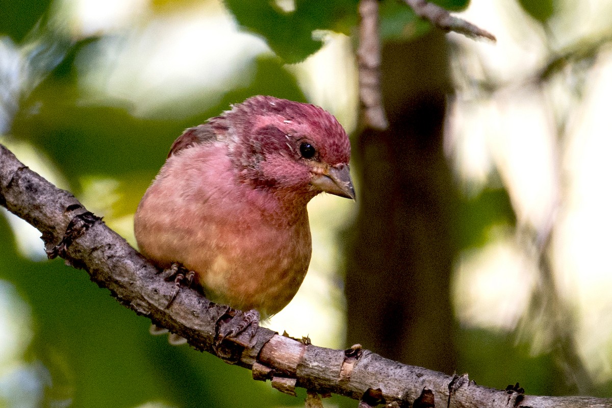 Purple Finch - ML66426511