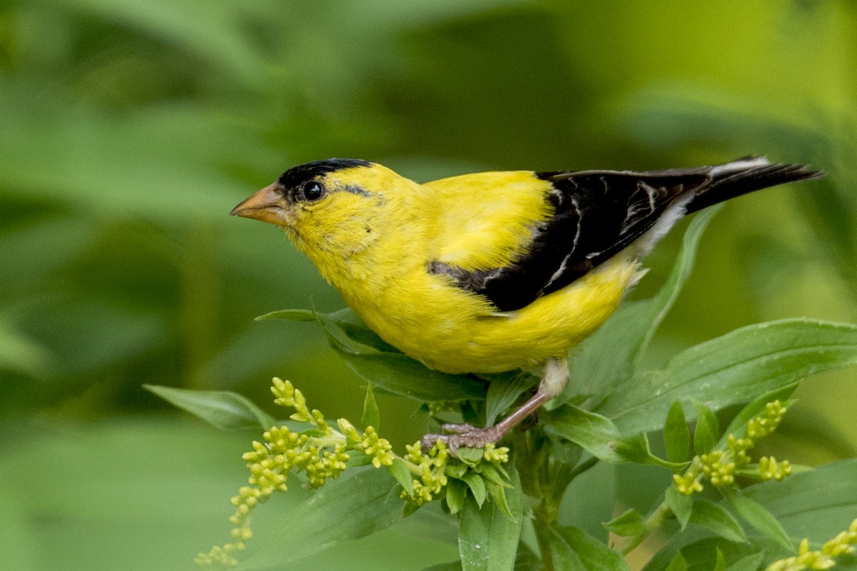 American Goldfinch - ML66426671