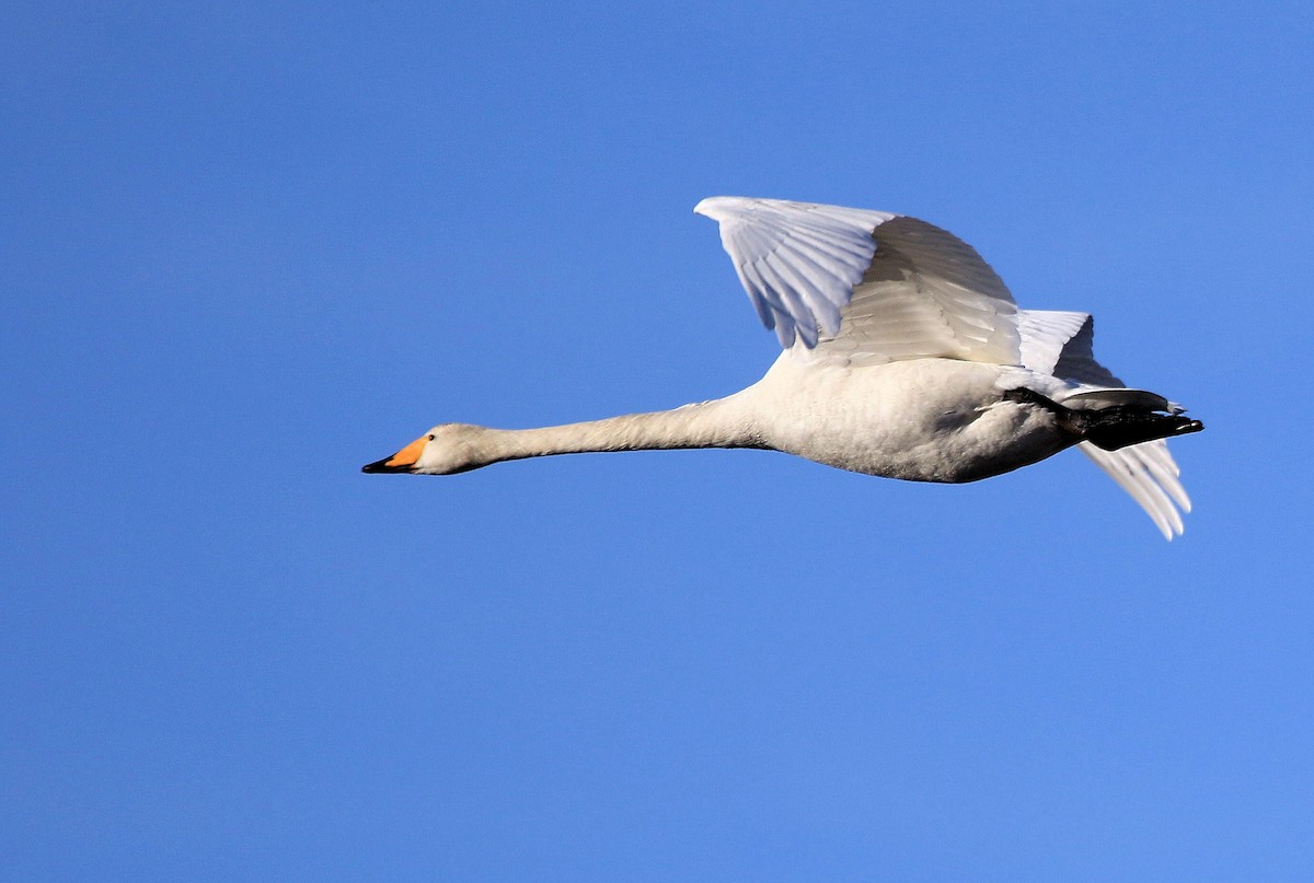 Whooper Swan - ML66427361