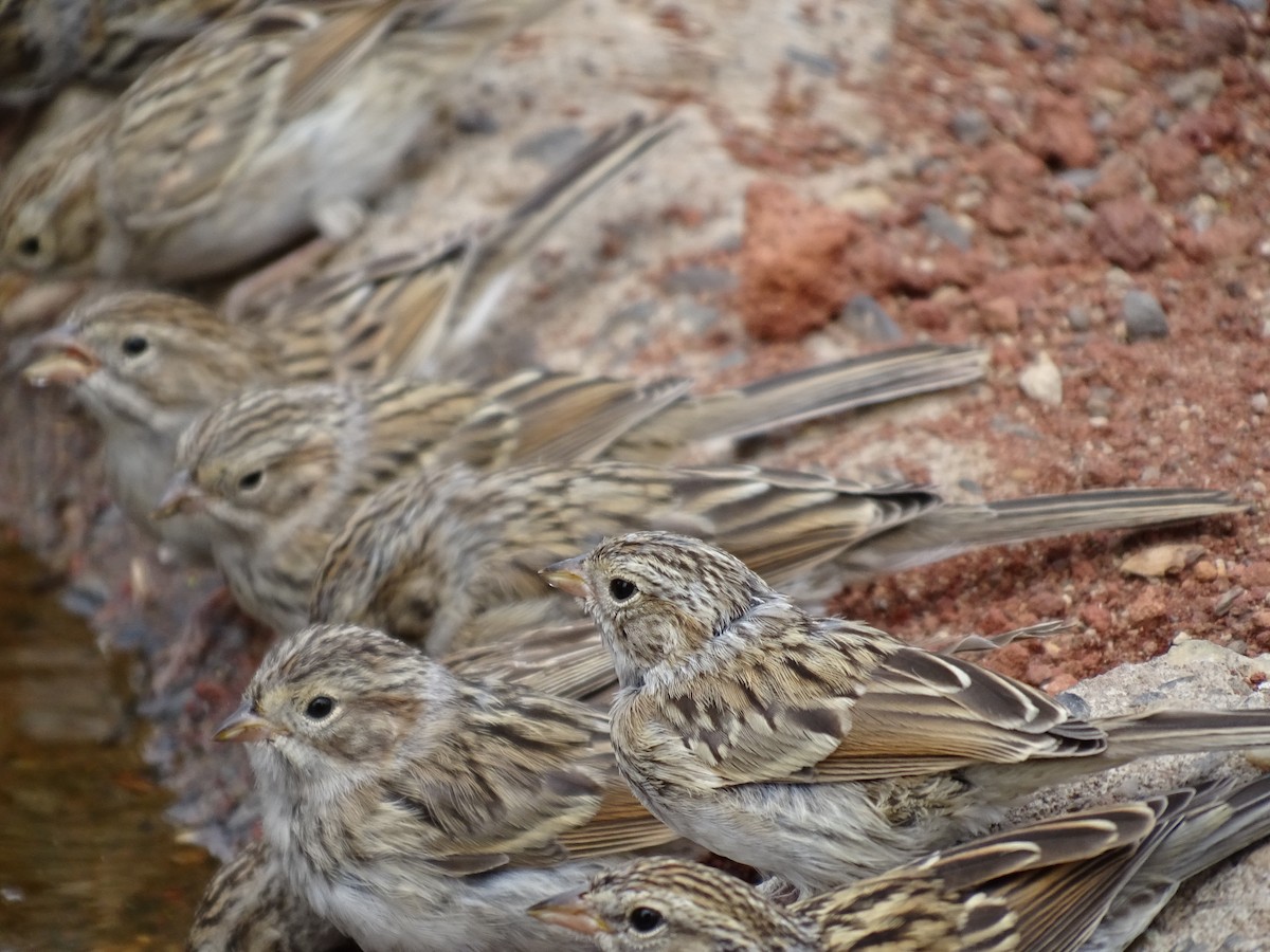 Brewer's Sparrow - Craig Miller