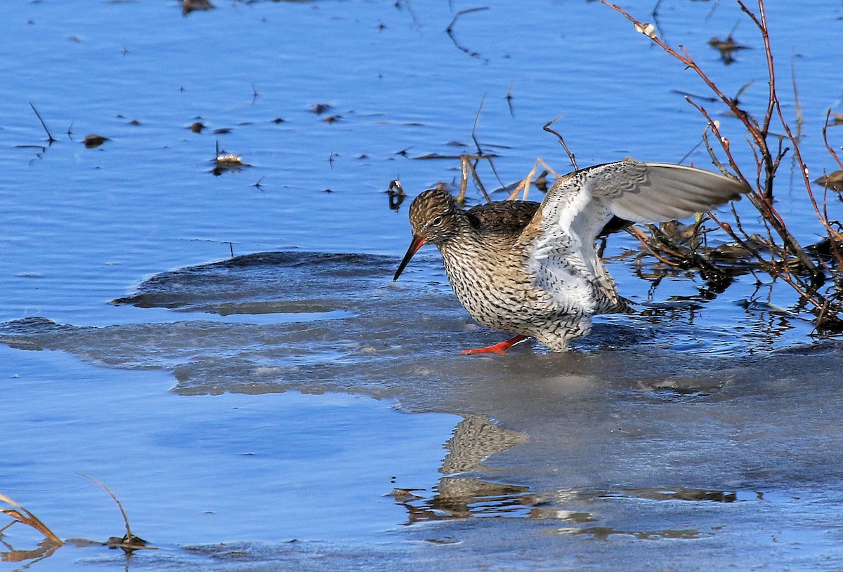 Common Redshank - ML66427481