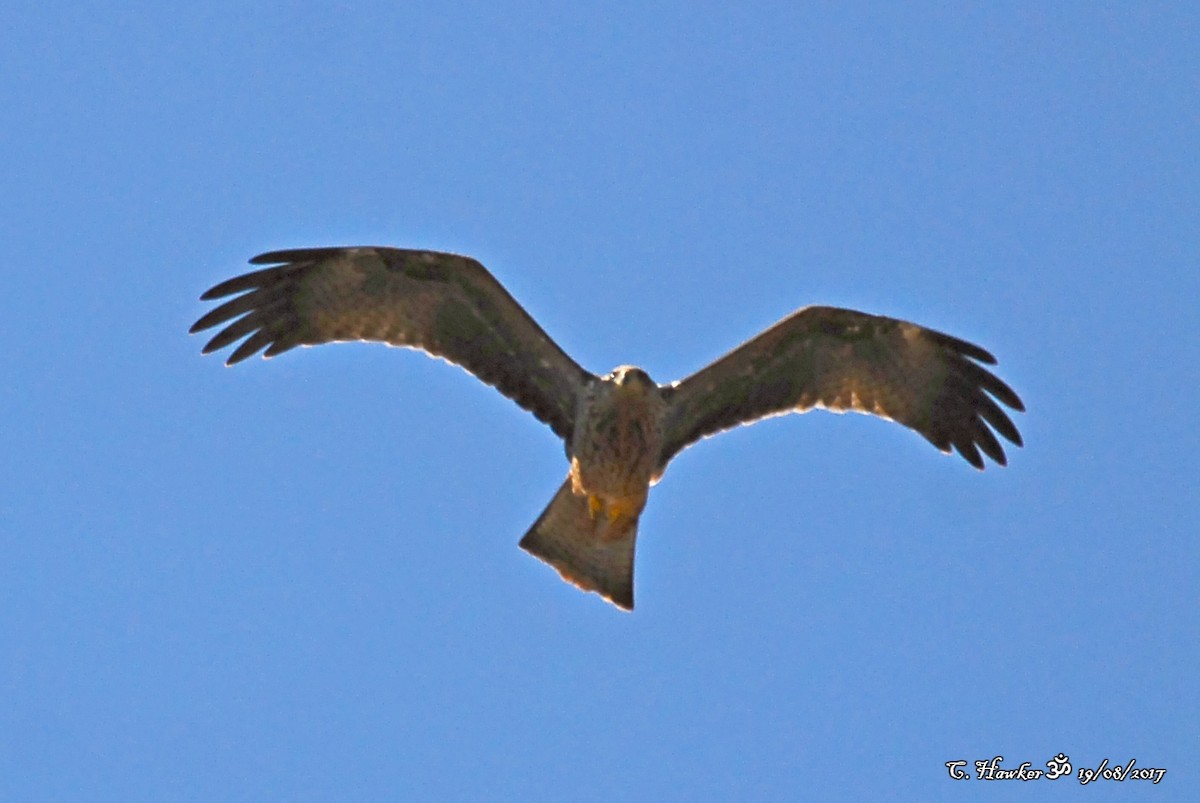 Black Kite - ML66428121