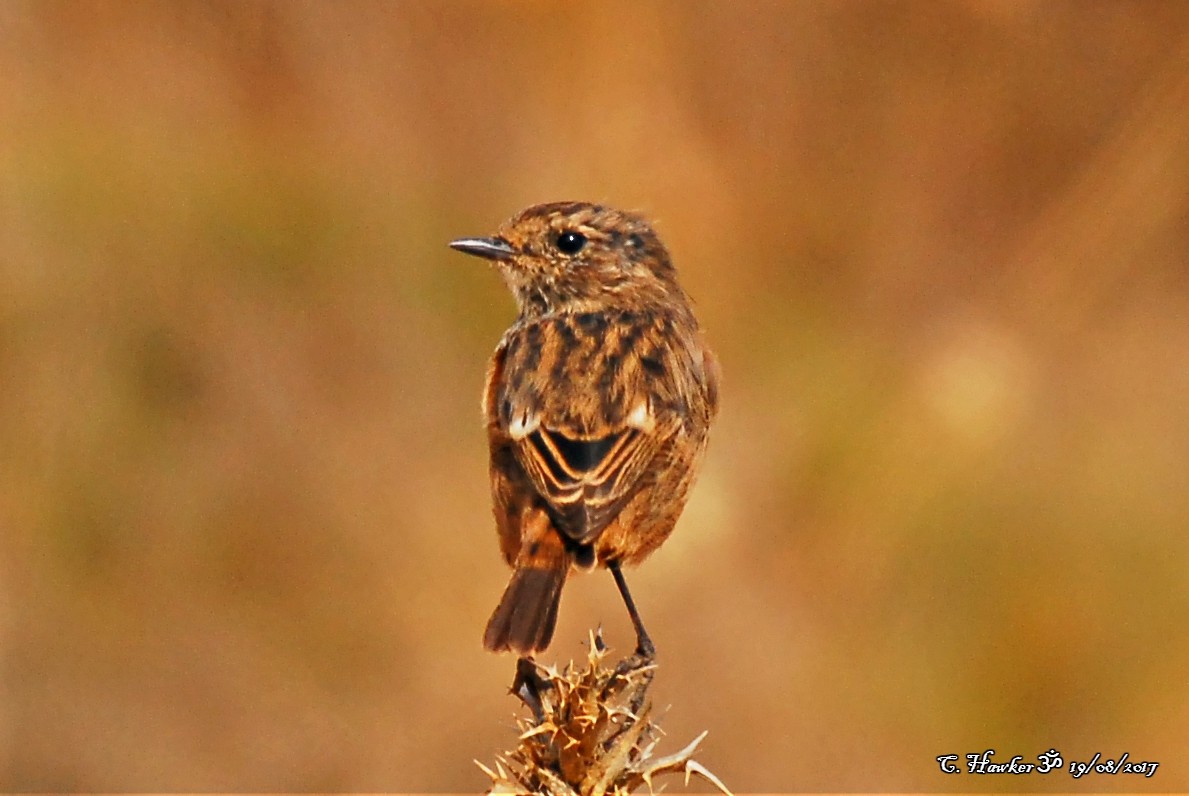 European Stonechat - ML66428431