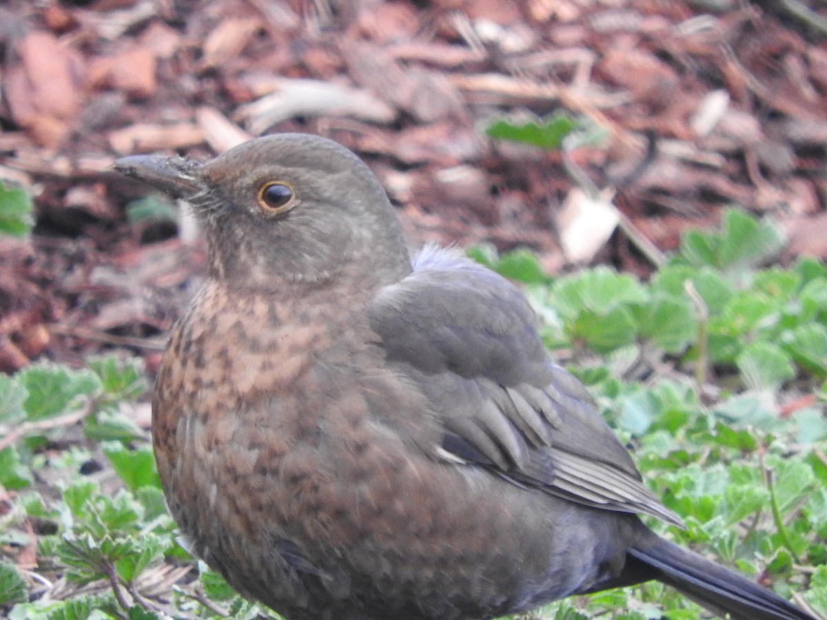 Eurasian Blackbird - Jeffrey Crawley