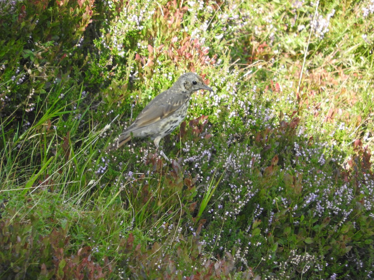 Mistle Thrush - Eneko Azkue