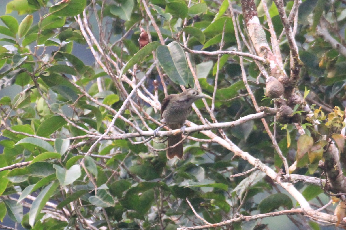 Makira Honeyeater - ML66429031