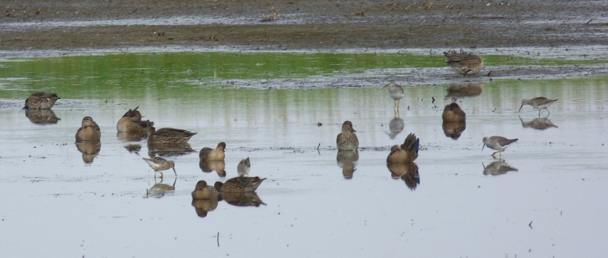 Green-winged Teal - ML66429521