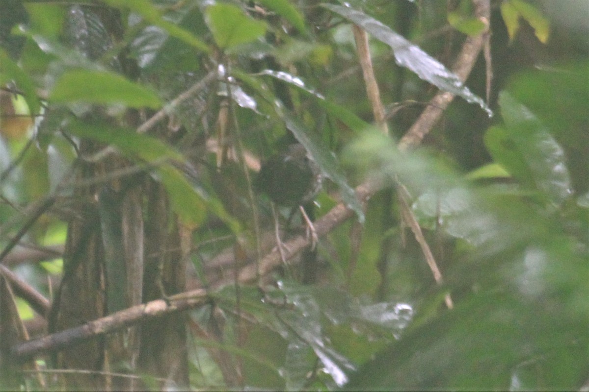 Makira Thrush - Charles Davies