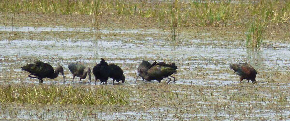 White-faced Ibis - ML66429971