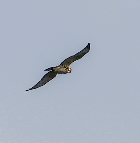 Broad-winged Hawk - Kathleen Horn