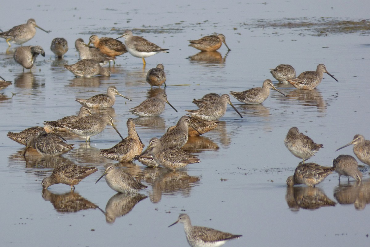 langnebbekkasinsnipe - ML66430501