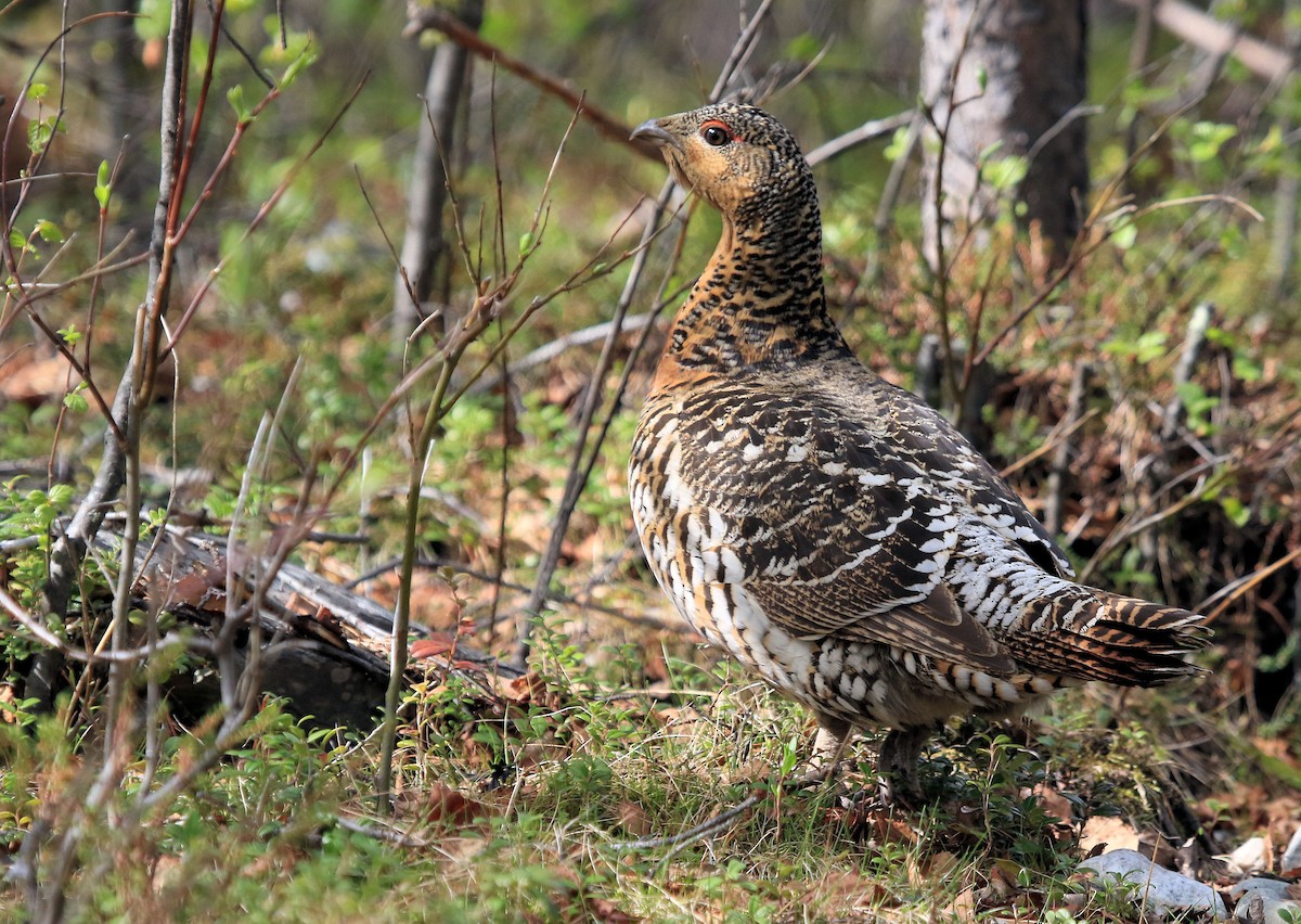 Western Capercaillie - ML66430901