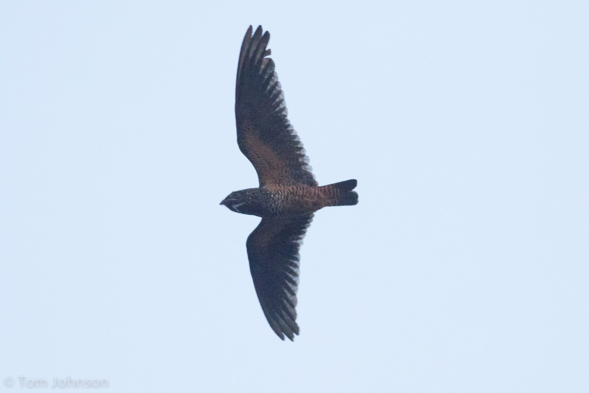 Short-tailed Nighthawk - Tom Johnson