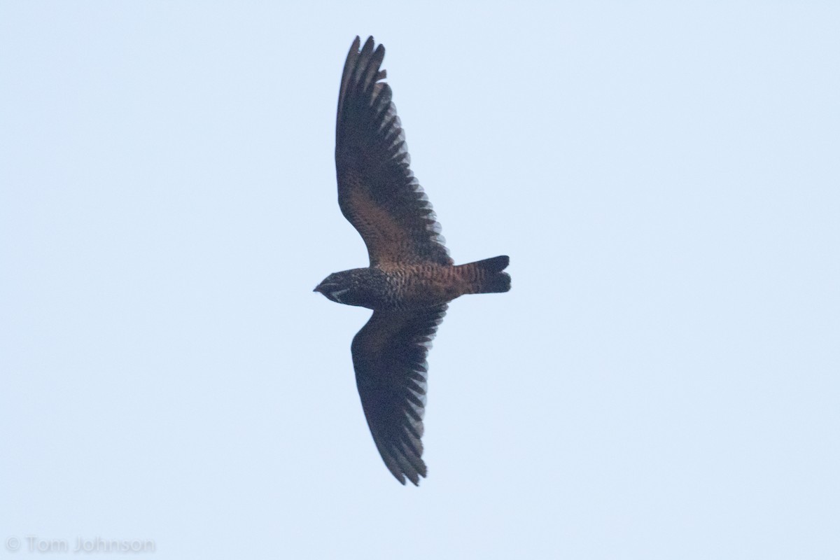 Short-tailed Nighthawk - ML66431121