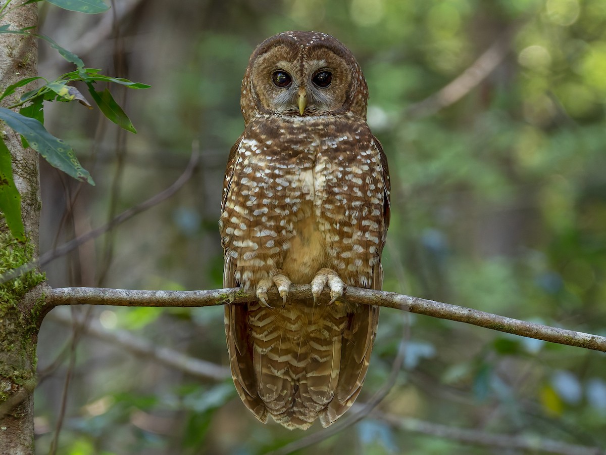 ニシアメリカフクロウ - eBird
