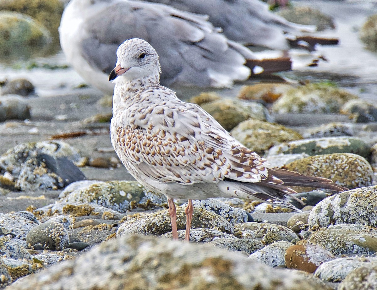 Ring-billed Gull - Brian Avent