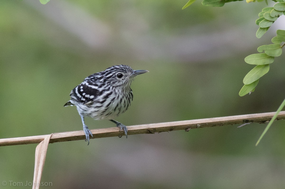 Amazonian Streaked-Antwren - Tom Johnson