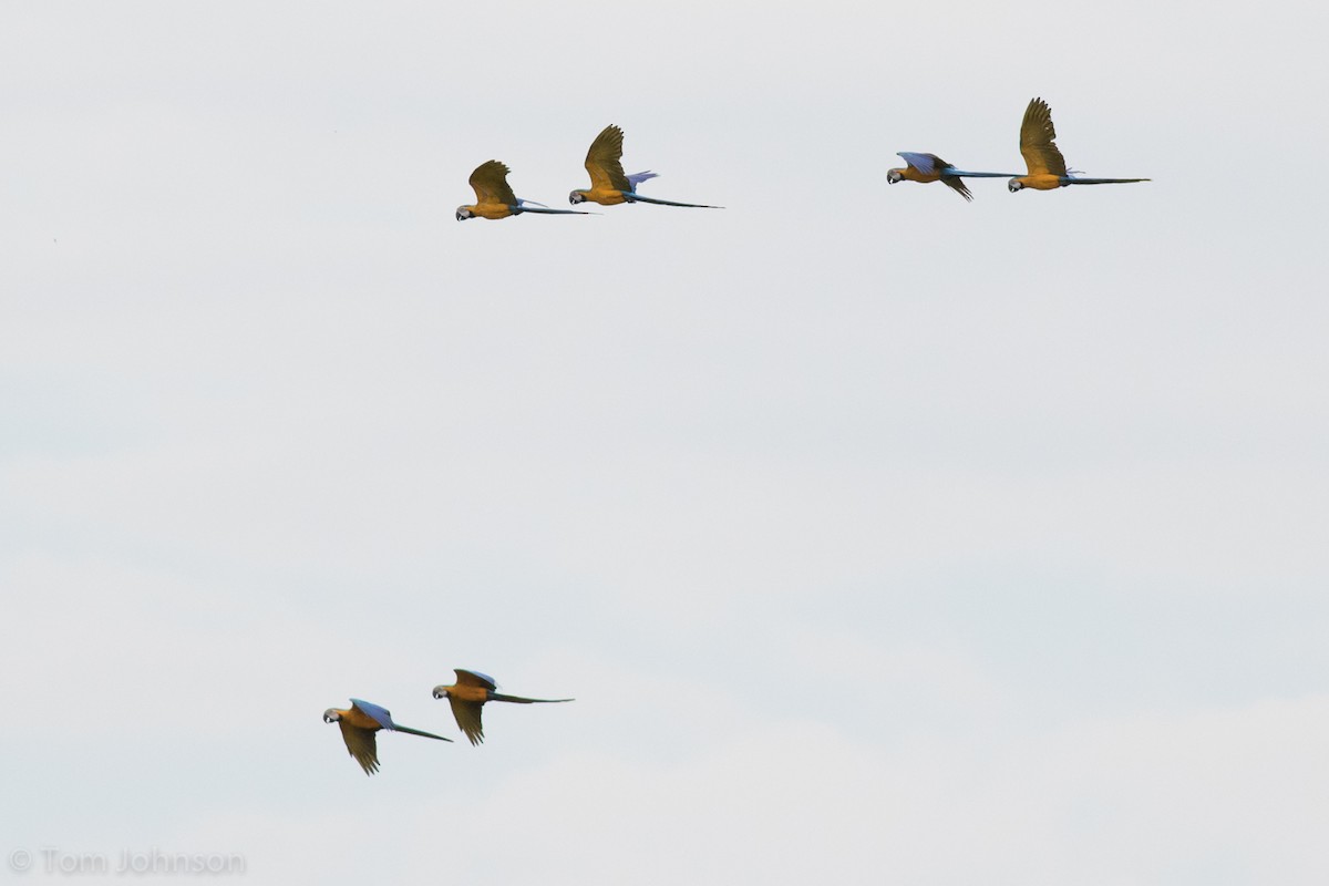 Blue-and-yellow Macaw - ML66432011