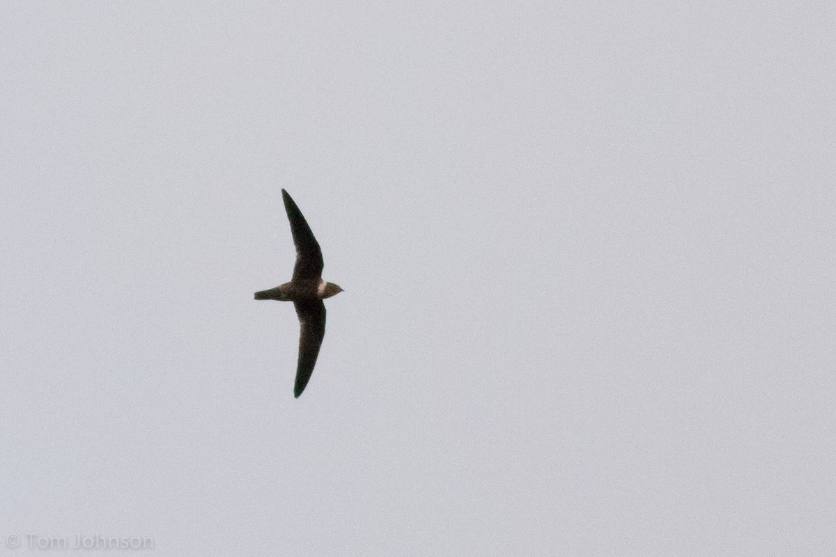 White-collared Swift - ML66432061