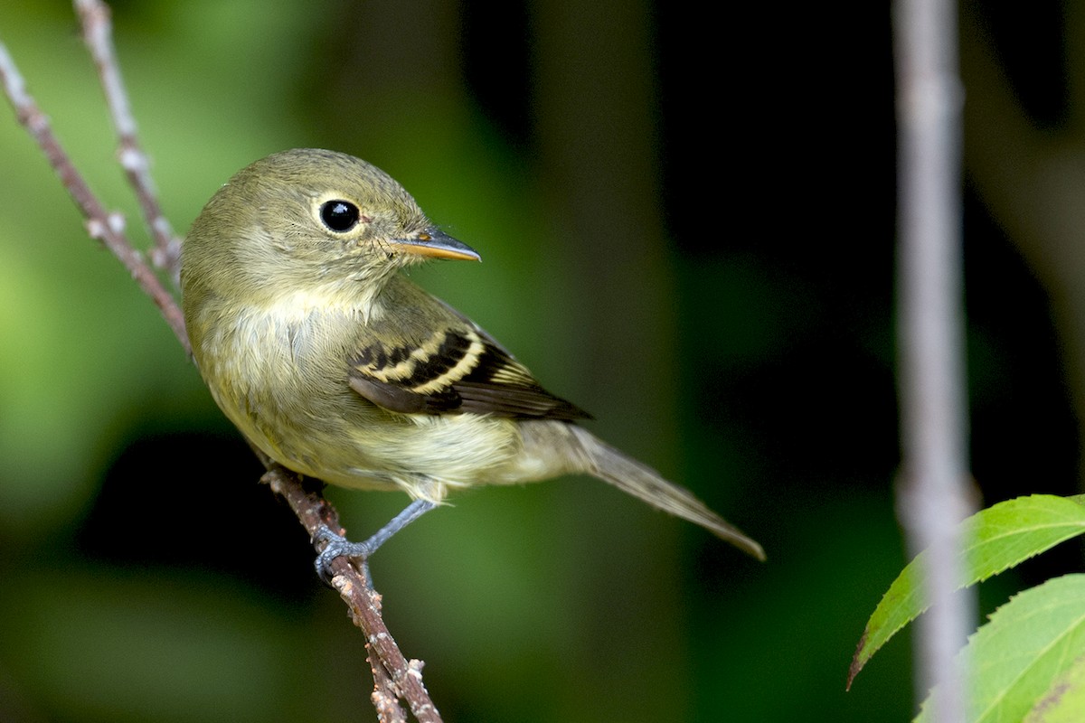 Yellow-bellied Flycatcher - Sue Barth