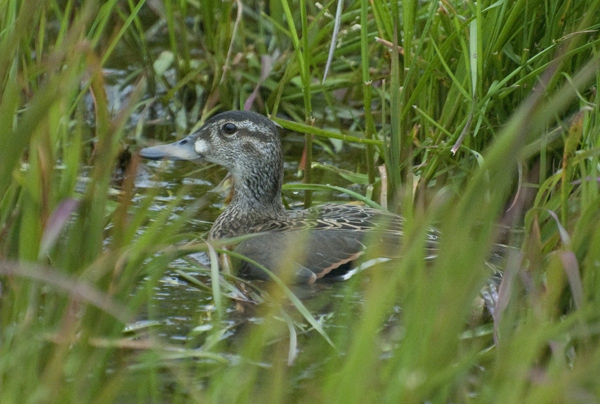 Baikal Teal - Aaron Lang