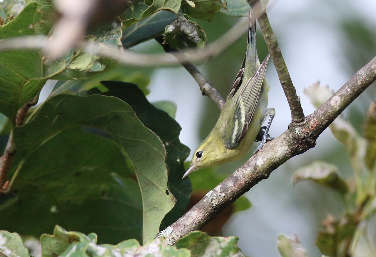 Cerulean Warbler - Gene Koziara