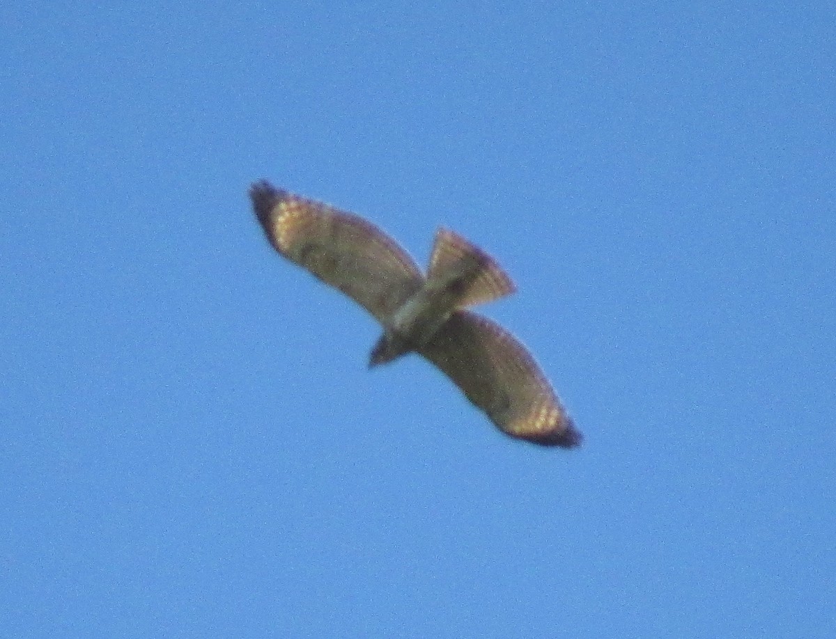 Red-shouldered Hawk - ML66435661