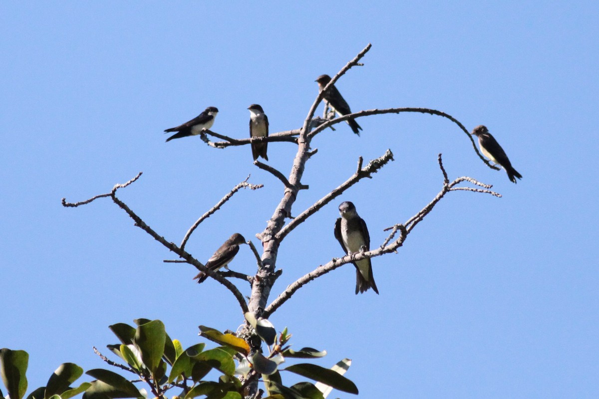 Gray-breasted Martin - ML66435701