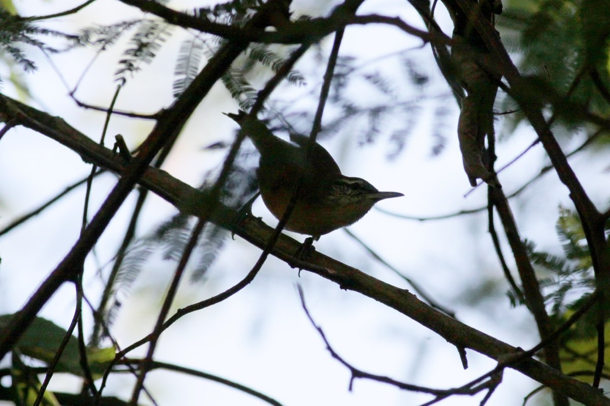 Long-billed Wren - ML66435861