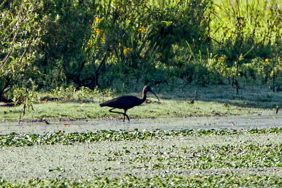 Glossy Ibis - ML66435881