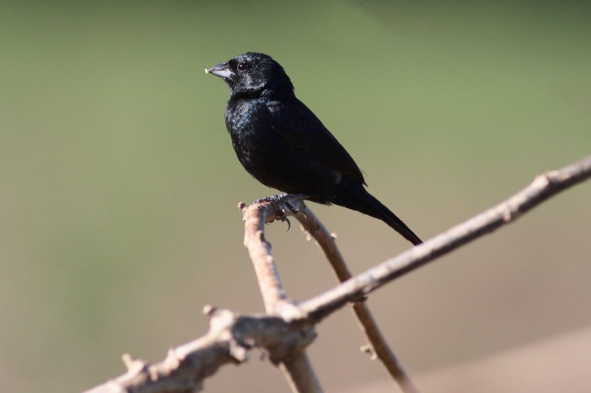 Blue-black Grassquit - Michael Todd