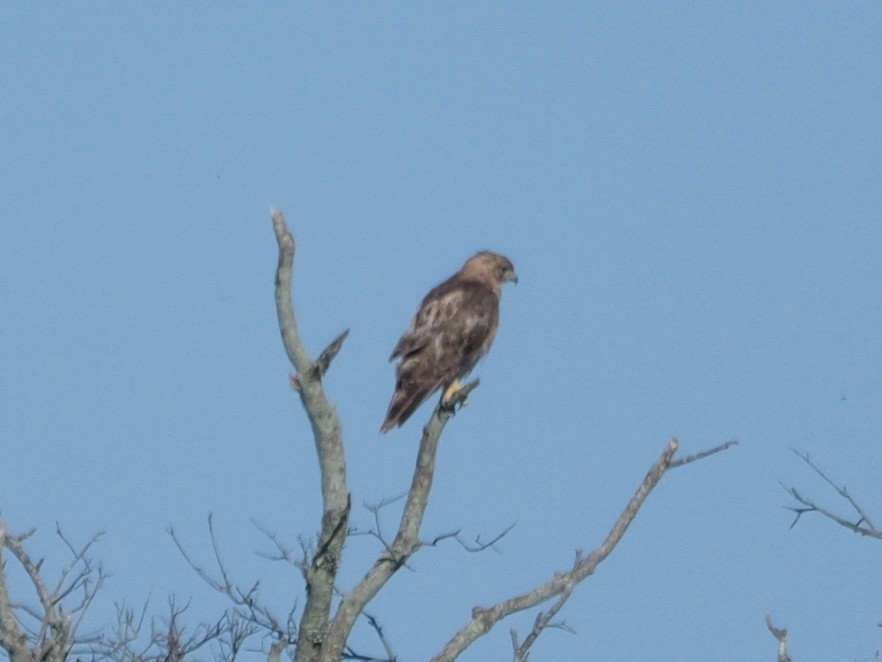 Red-tailed Hawk - Roger Horn