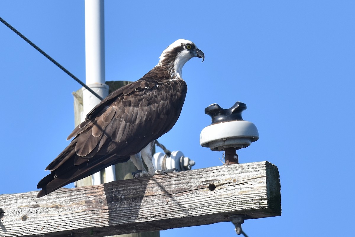 Osprey - Yves Darveau