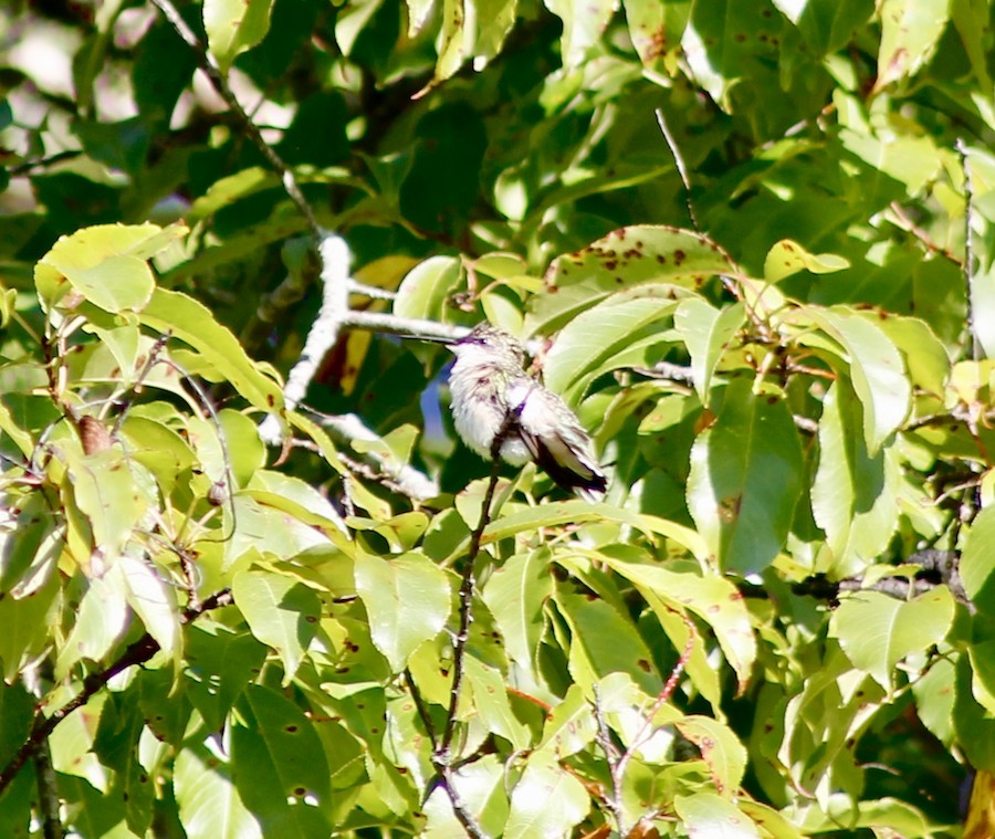 Ruby-throated Hummingbird - Sarah Thomasson