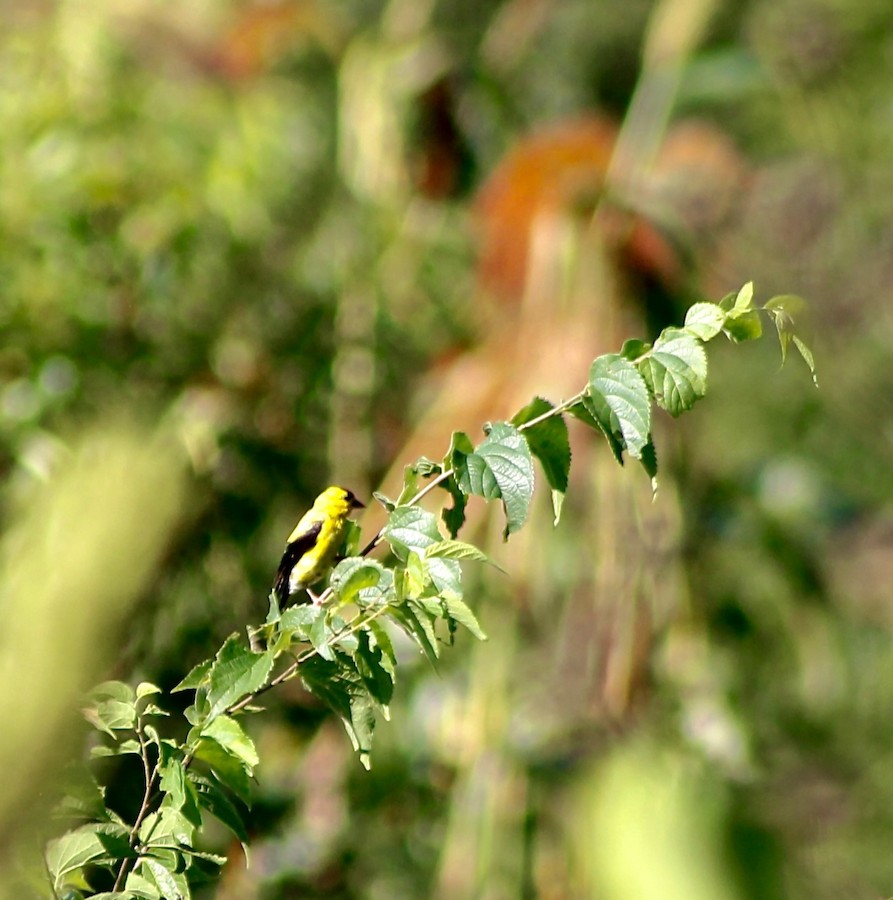 American Goldfinch - Sarah Thomasson