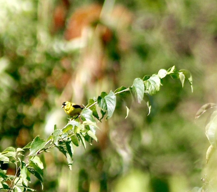 American Goldfinch - Sarah Thomasson