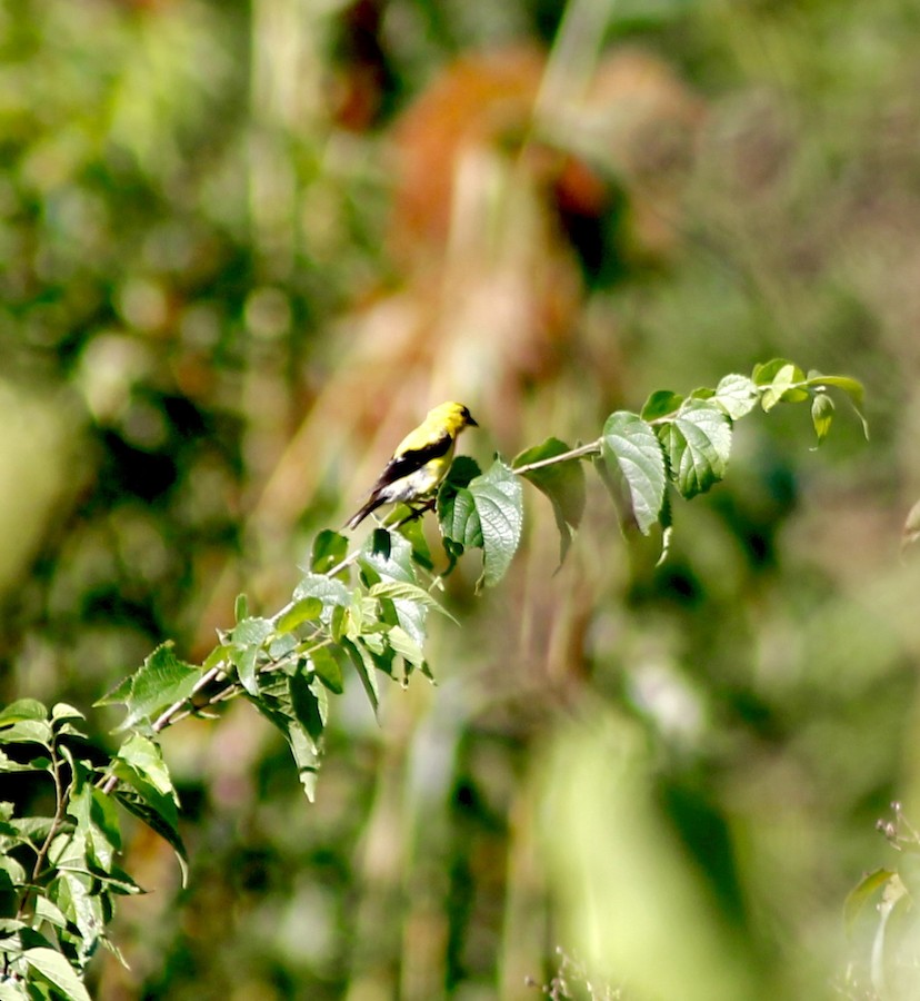 American Goldfinch - Sarah Thomasson