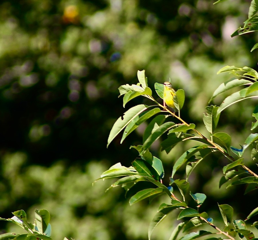 Prairie Warbler - Sarah Thomasson