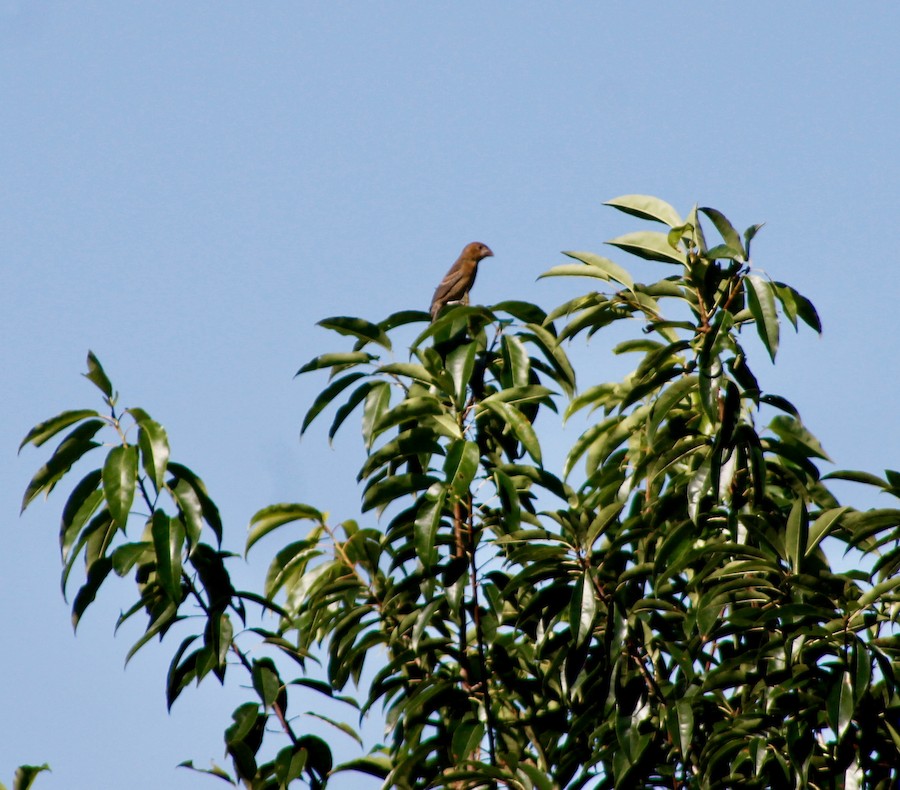 Blue Grosbeak - Sarah Thomasson