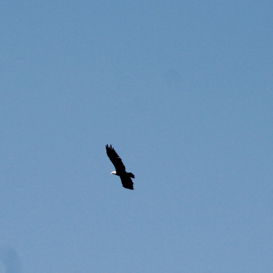 Bald Eagle - Sarah Thomasson