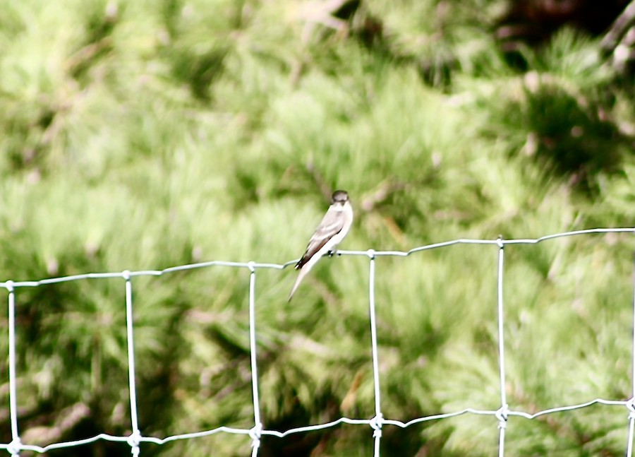 Eastern Wood-Pewee - Sarah Thomasson